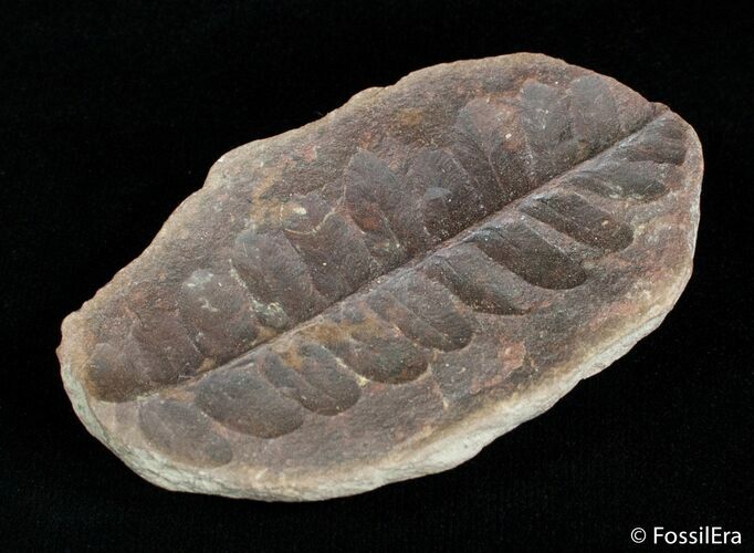 Fern Fossil From Mazon Creek - Million Years Old #3060